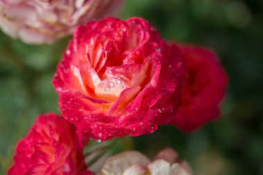 Çiçek açan güzel renkli gül yaprakları üzerinde su damlaları