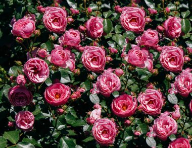 Güzel taze güllerle dolu gül bahçesi