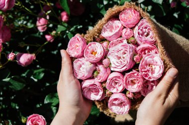 Eline tuval sarılmış güzel taze güller