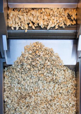 Tohumları bir sürü kabak çekirdeği arka plan doku