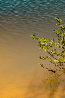 Bahçede çiçek açan genç bir ağaç.