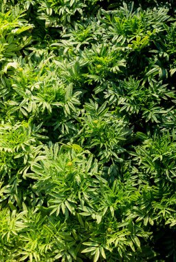 Yeşil yapraklar bir doğa arkaplan dokusu olarak