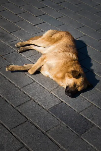 Sokakta başıboş gezen evsiz köpekler yalnız konsepttir.