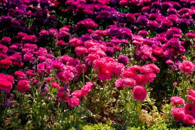 Çiçek açan güzel renkli doğal çiçekler.