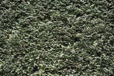 Bahar mevsiminin yeşil yaprakları