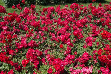 Çiçek arkaplanı gibi güzel renkli güller açıyor.