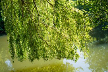 Doğada bulunan genç bitki