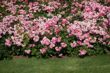 İstanbul 'daki botanik parkında pembe güller sergileniyor