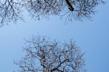 Bahçede bir ağacın parçası görünüyor.