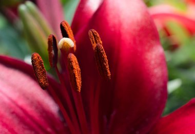 Çiçek açan güzel, taze zambak, mikro manzara.