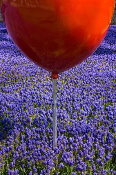 stock image Ballon in  botanical Garden bright floral gardens colors in full bloom