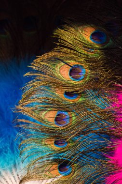 Dekoratif amaçlar için güzel kuş tüyleri