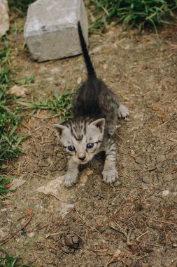 Sevimli kedinin evcil hayvan görüntüsü.
