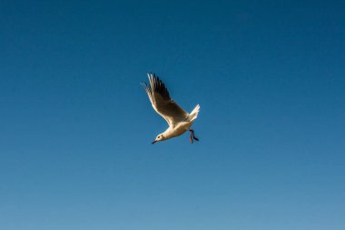 Gökyüzünde uçan tek bir martı.