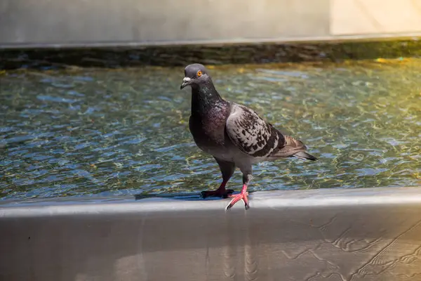 Stock image Thirsty pigeon drink water on a hot day at the fountain