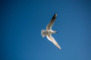 Mavi arka planda uçan tek bir martı.