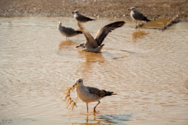 Martılar çamurlu sularda dinleniyor.