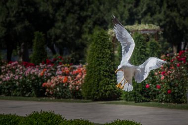 Güzel gül bahçesinde tek martı