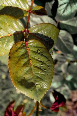 Çiçeksel bitkisel arkaplan dokusu olarak yapraklar