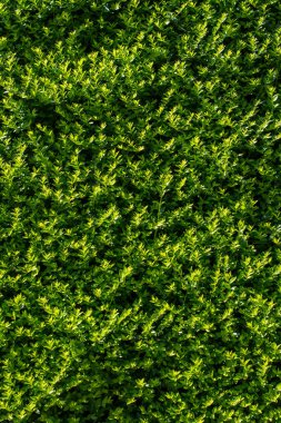 Bahar mevsiminin yeşil yaprakları