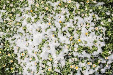 Baharın ilk çiçekleri karların altında bir bahçede