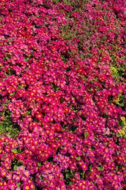 Renkli bir arkaplan olarak açan bahar çiçekleri