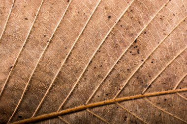 Makro görünümü arka plan olarak yaprak doku Soyut doku