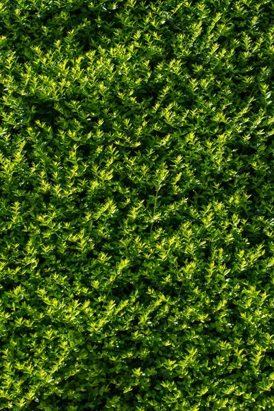 Bahar mevsiminin yeşil yaprakları