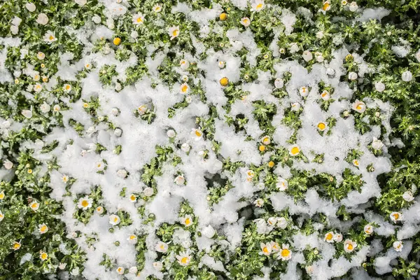 Baharın ilk çiçekleri karların altında bir bahçede