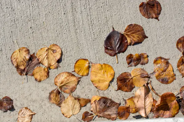 stock image Beautiful dry leaves as an autumn background