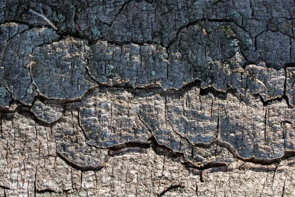 stock image Close up tree bark texture as a  wooden background