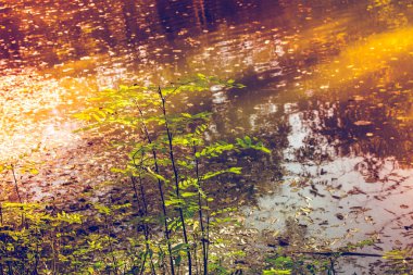 Arka plan için sonbahar yaprakları dokusu. Su üzerinde yaprak arkaplan dokusu