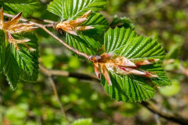 Yazın görünen yeşil bir ağacın parçası