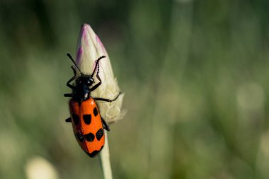 Doğada bir çiçekle beslenen böcek.