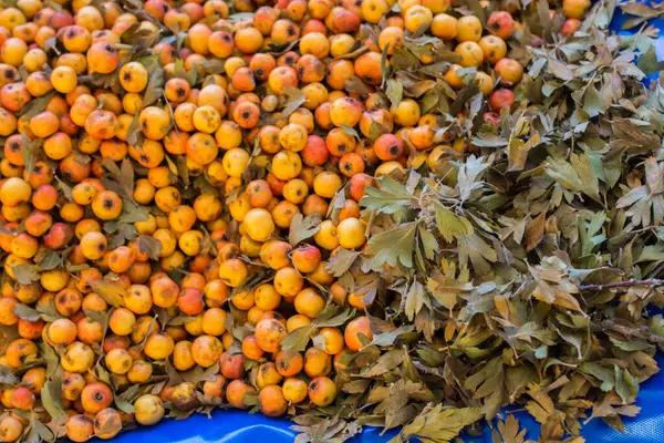 stock image Azarole, mediterranean medlar  picked up and sold in market