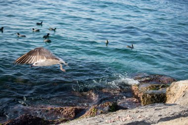 Su yüzeyindeki arka planda su üzerinde kuş sürüsü