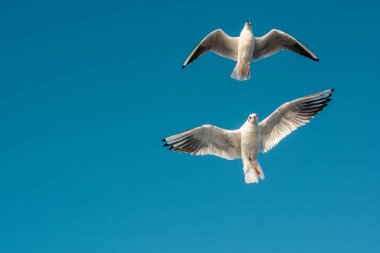 Gökyüzünde uçan bir çift martı.