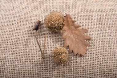 Görünürde sonbahar kuru yaprak, kapsül ve koniyi ayır