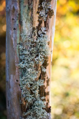 İstanbul 'da sonbaharda ağaçlar kapanıyor.