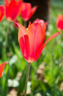 Bahar bahçesinde tek renkli lale çiçeği açar.