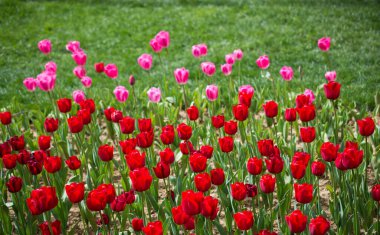 Kartpostal güzelliği tasarımı için güzel laleler.