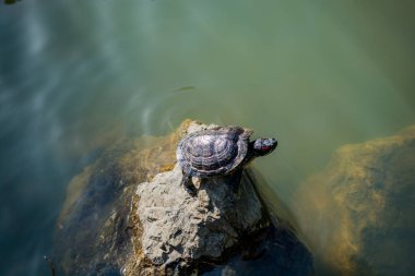 Lonely turtle found by the lake clipart