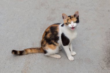 Sokak kedisi şehrin sokaklarında görüldü.