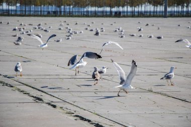 Seagulls are having a rest on a concrete ground clipart