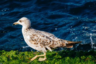 Tek bir martı denizin kıyısında bulunur.