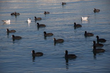 Gruop of birds swim calmly on the sea surface clipart