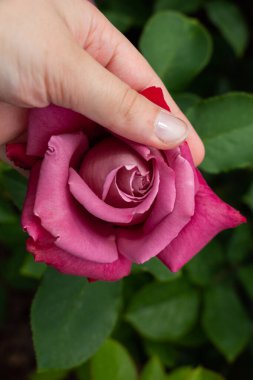 Renkli bir gül çiçeğini tutarken