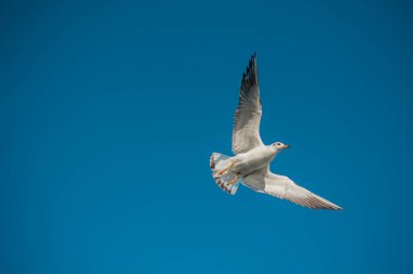 Bir çift martı gökyüzünde mavi bir zemin üzerinde uçuyor.