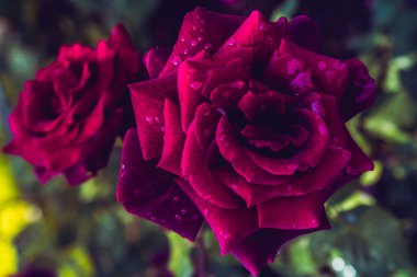 Bahçenin arka planında çiçek açan güzel renkli güller.