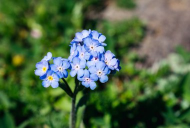 Artvin Dağlık Bölgesi 'nde güzel, renkli, yabani çiçekler açıyor.